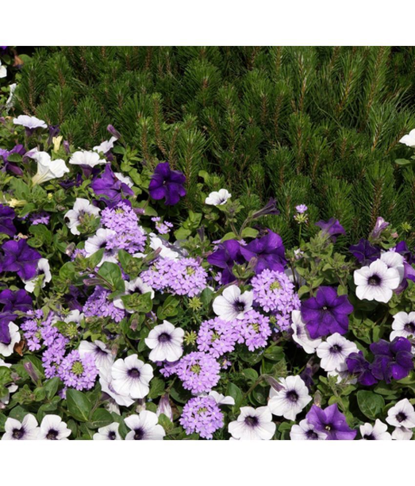     			homeagro - Petunia Mixed Flower ( 50 Seeds )