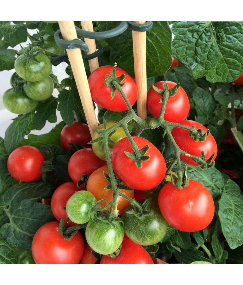     			homeagro - Tomato Vegetable ( 100 Seeds )