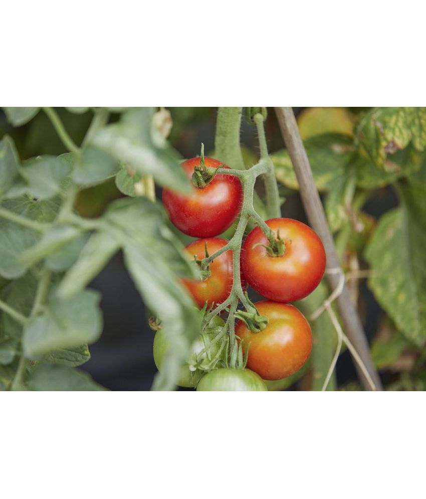     			homeagro - Tomato Vegetable ( 100 Seeds )