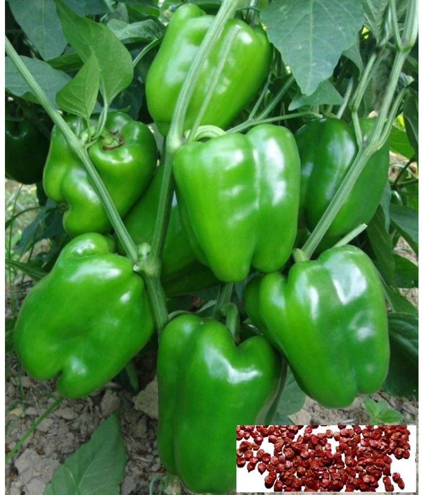     			Recron Seeds - Green Capsicum Vegetable ( 50 Seeds )