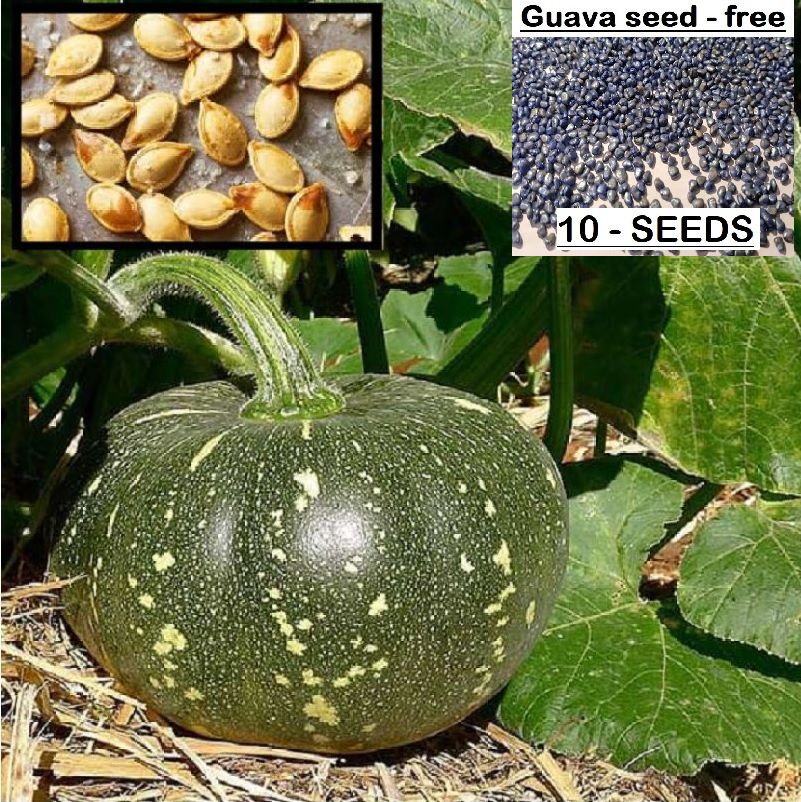     			homeagro- Ash Gourd Vegetable Seeds (Pack of 15)