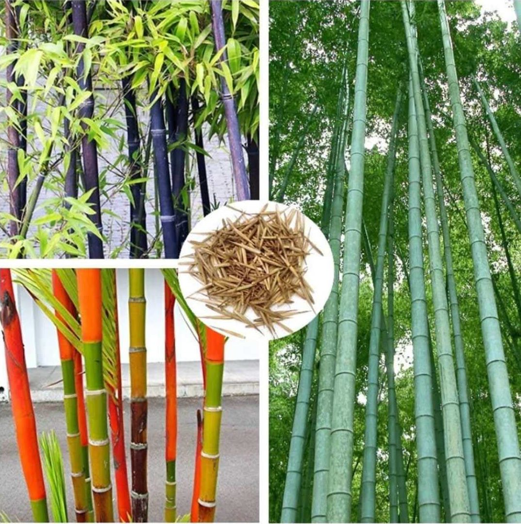     			homeagro - Bamboo Plant ( 20 Seeds )