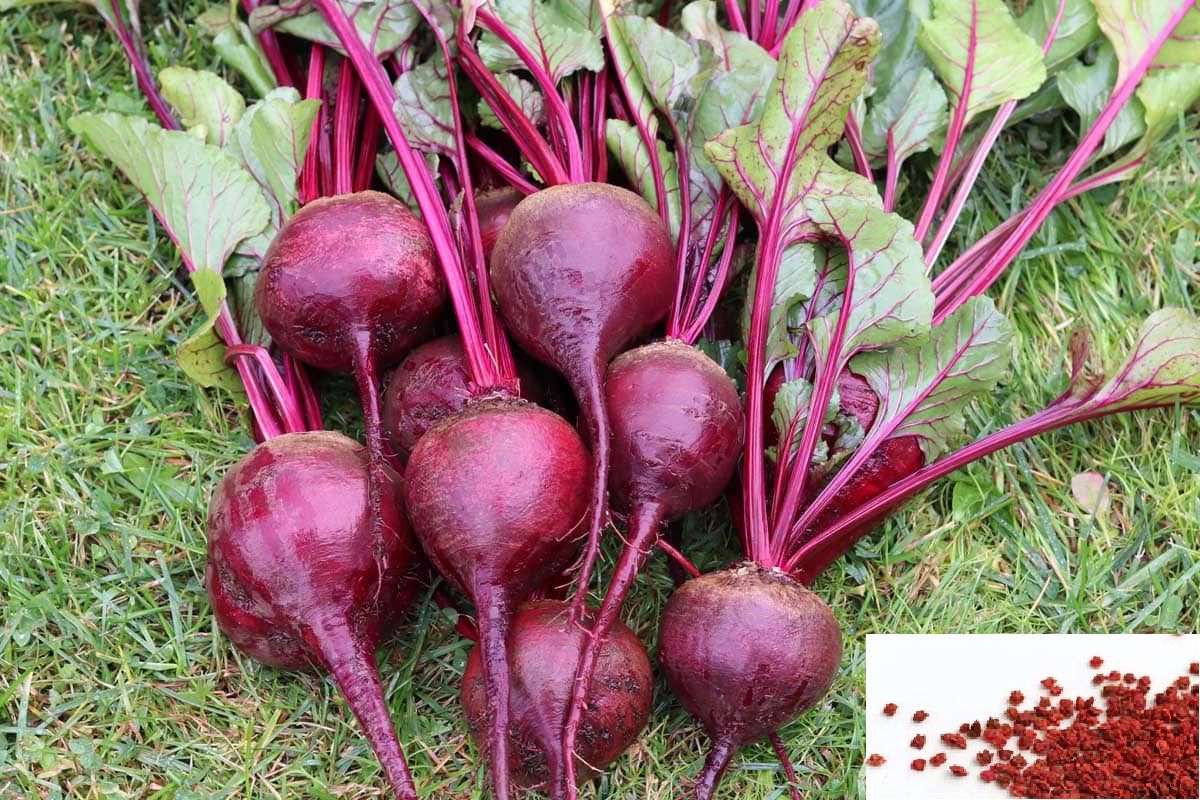     			homeagro- Beet Root Vegetable Seeds (Pack of 30)