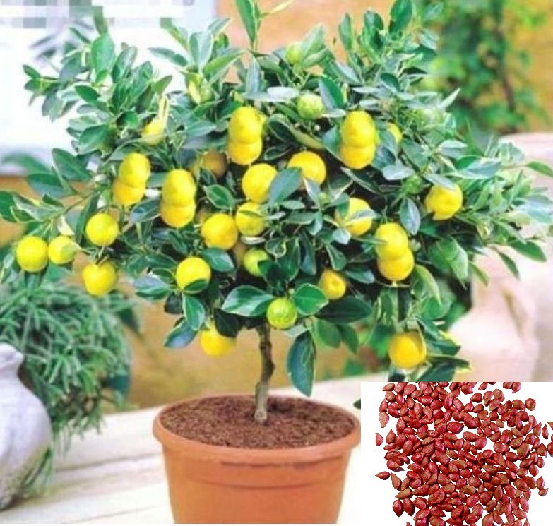     			homeagro - Lemon Vegetable ( 10 Seeds )