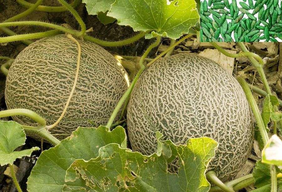     			homeagro- Muskmelon Fruit Seeds (Pack of 50)