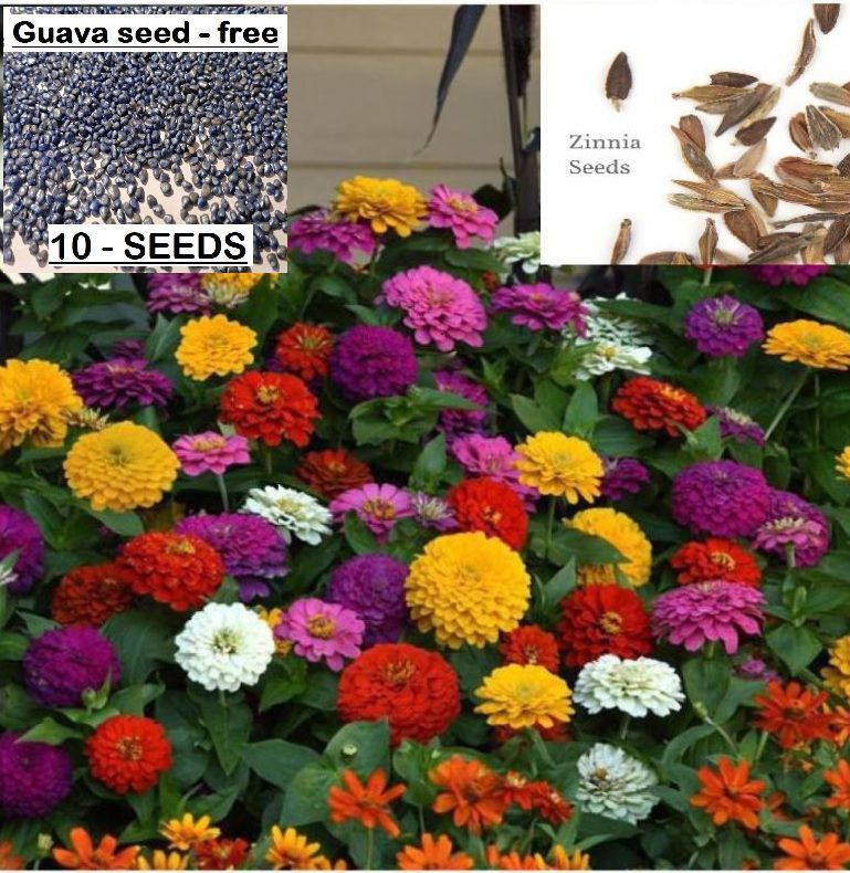     			homeagro- Zinnia Flower Seeds (Pack of 30)