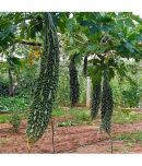 homeagro - Bitter Gourd Vegetable ( 20 Seeds )