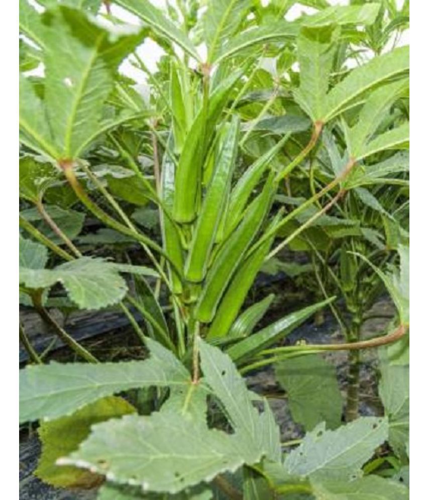     			Recron Seeds - Bhindi Vegetable ( 50 Seeds )