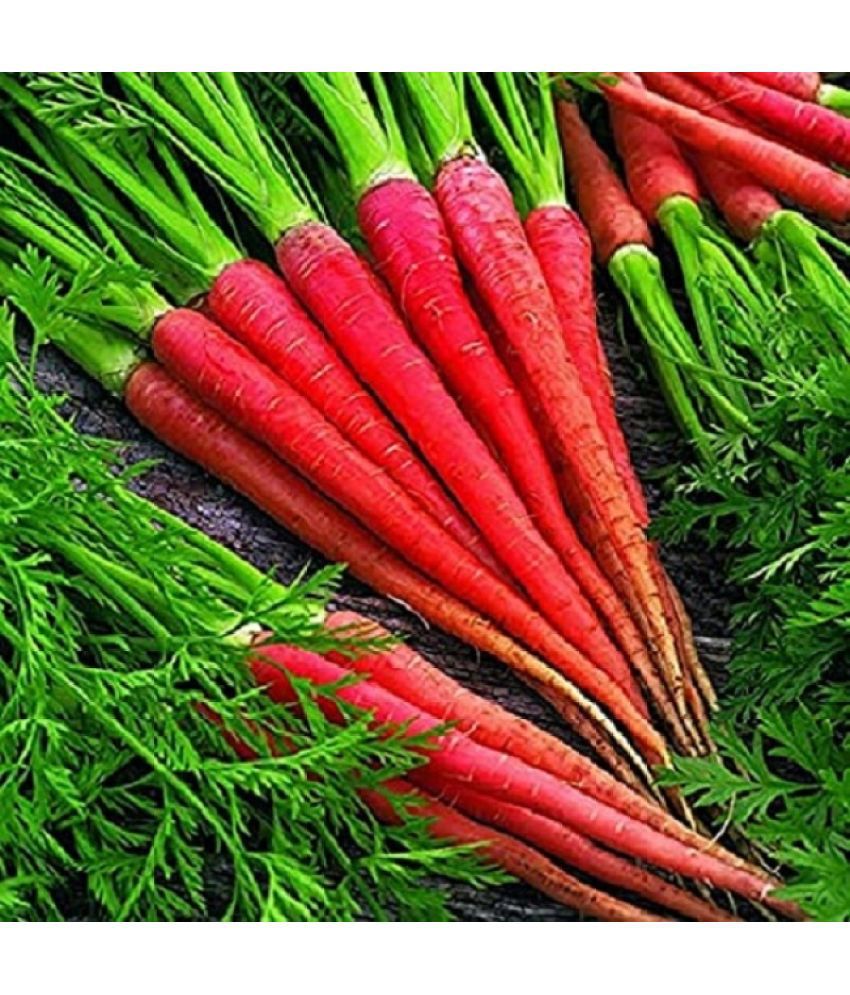     			Recron Seeds - Carrot Vegetable ( 50 Seeds )