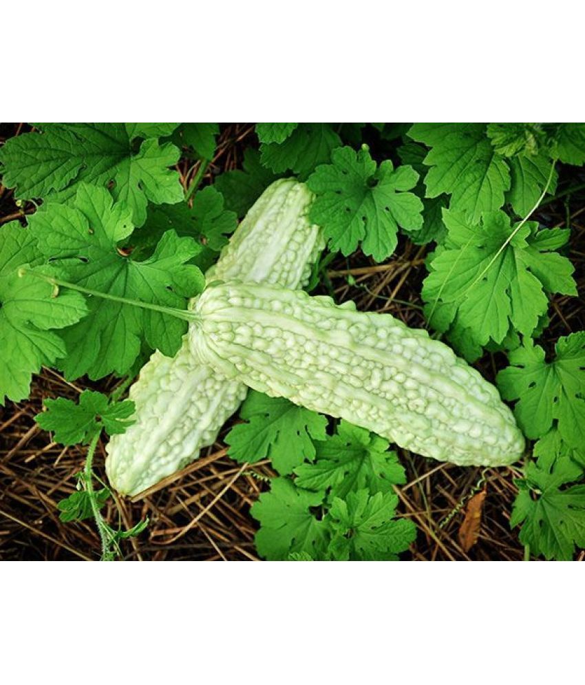     			homeagro - Bitter Gourd Vegetable ( 20 Seeds )