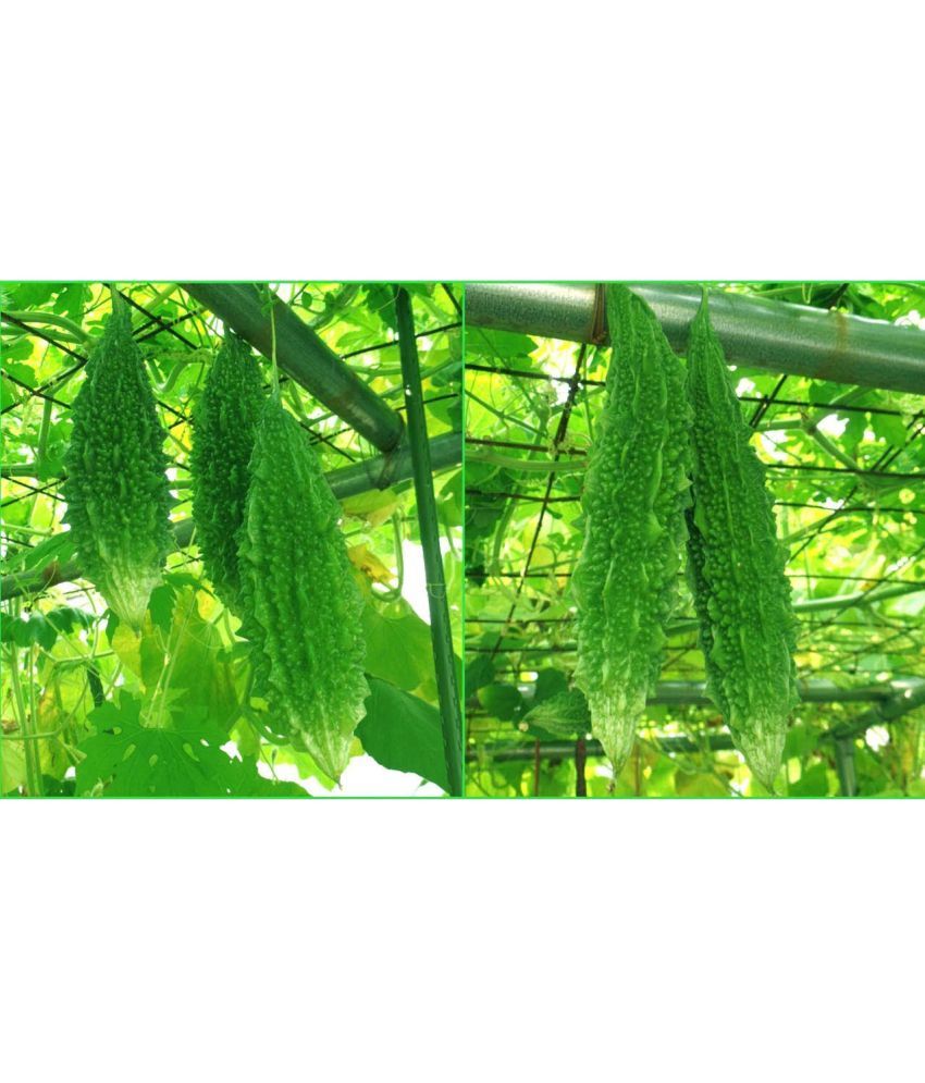     			homeagro - Bitter Gourd Vegetable ( 20 Seeds )