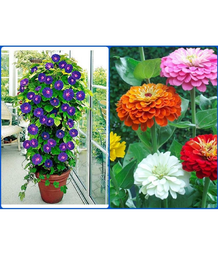     			Homeagro Seeds Combo - Iphomia mix flower ( 20 seed ) and Zinnia Mixed Flower ( 20 Seeds )
