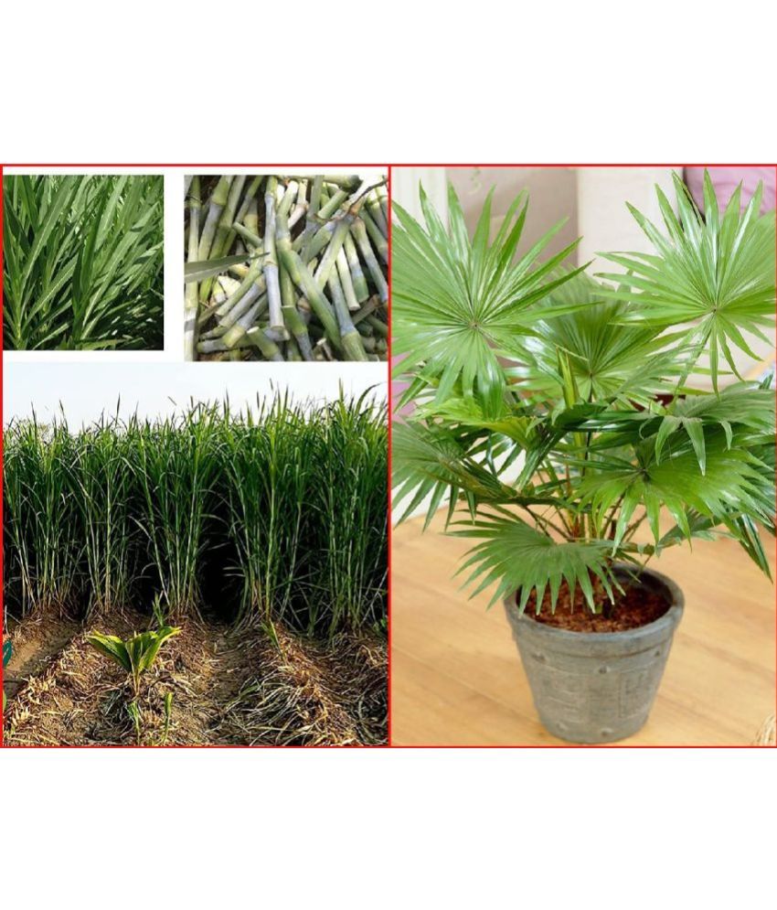     			Shivam organic Seeds Combo - Napier Grass ( 500 seeds) and Areca palm Plant ( 5 Seeds )