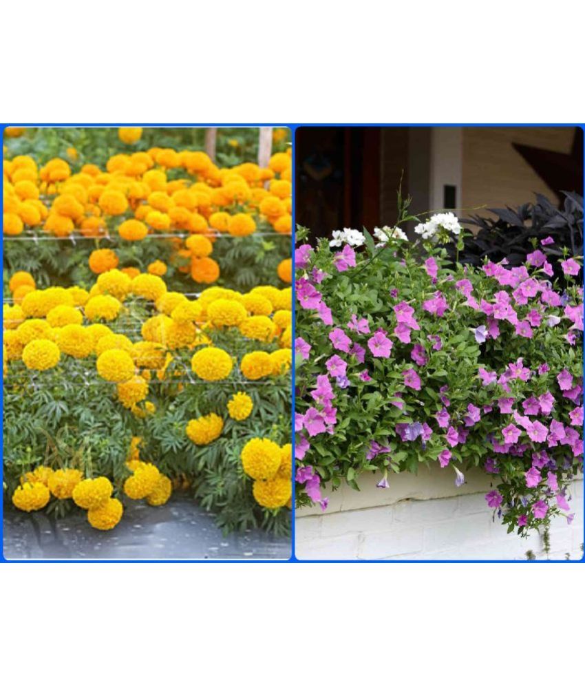     			sky star agro Seeds Combo - African Marigold Flower ( 50 Seeds ) and Petunia flower Mix ( 50 seed)