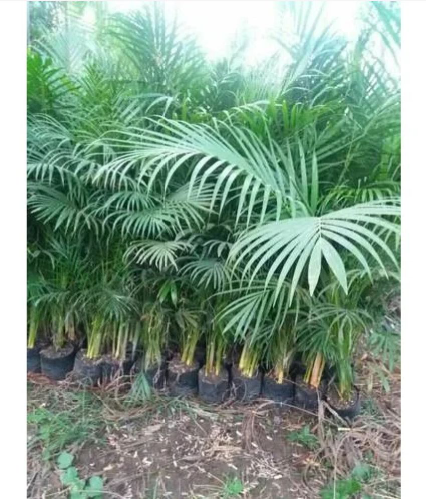     			CLASSIC GREEN EARTH - Areca palm Plant ( 20 Seeds )