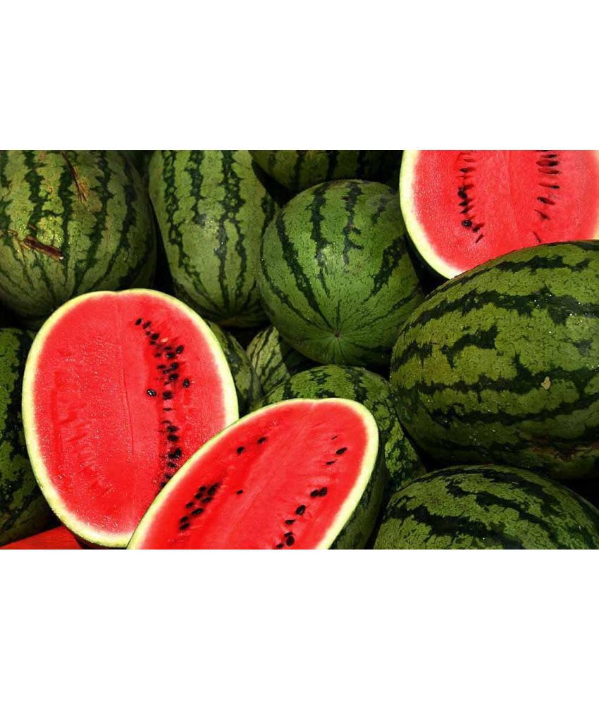     			CLASSIC GREEN EARTH - Watermelon Fruit ( 15 Seeds )