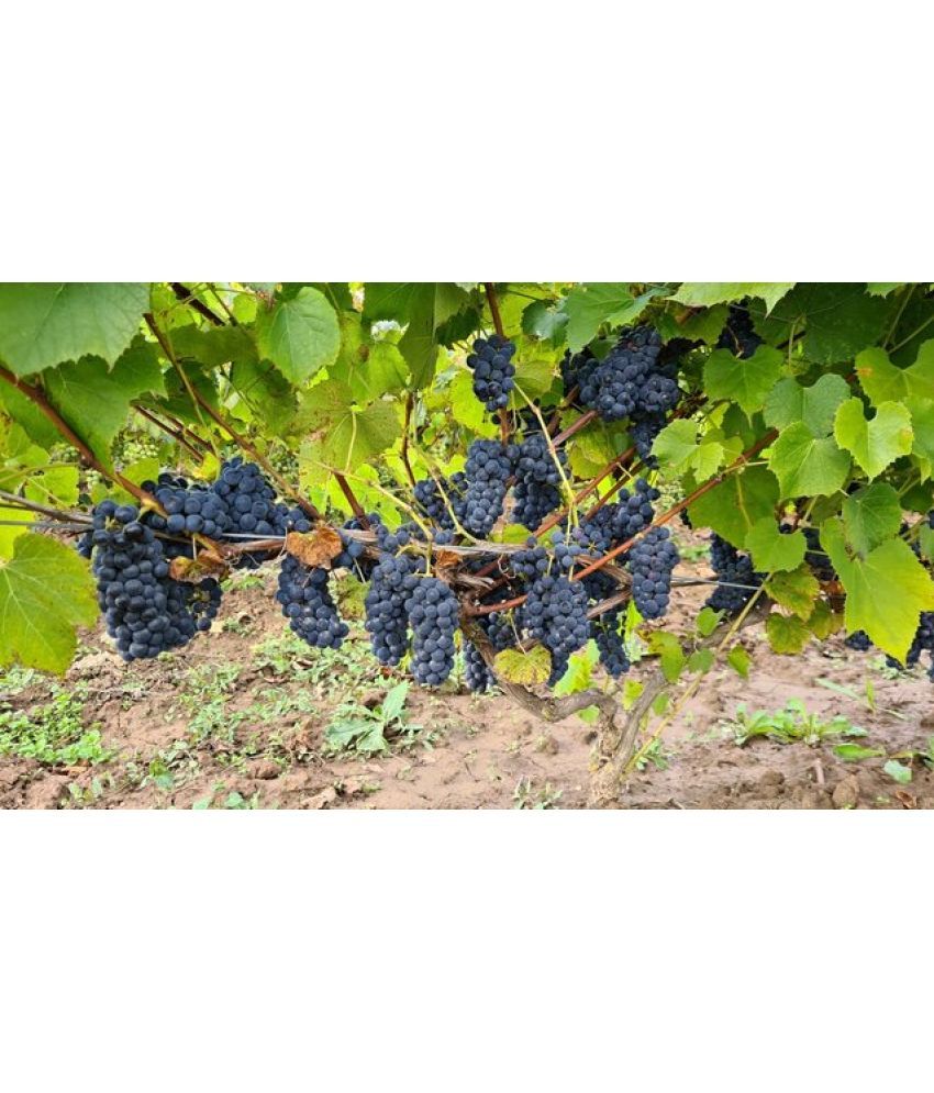     			homeagro - Black Grape Fruit ( 20 Seeds )