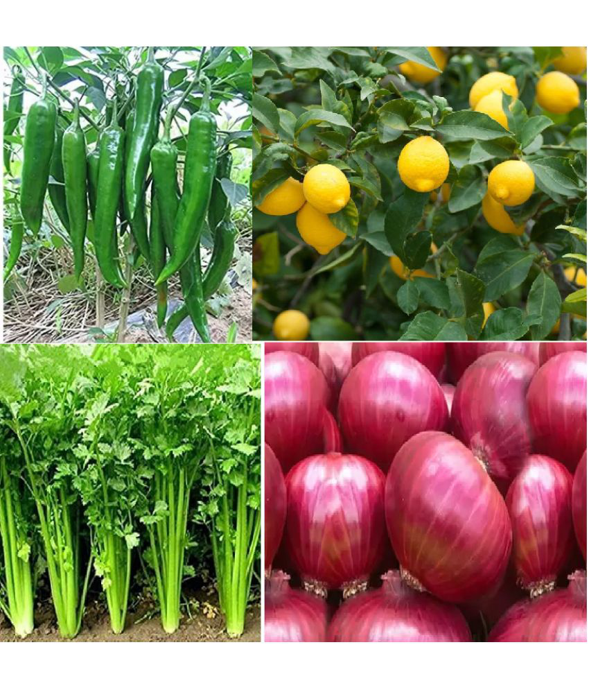     			CLASSIC GREEN EARTH - Chilli Vegetable ( 500 Seeds )