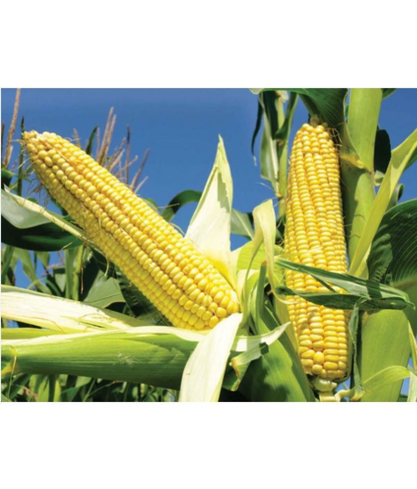     			CLASSIC GREEN EARTH - Corn Vegetable ( 200 Seeds )