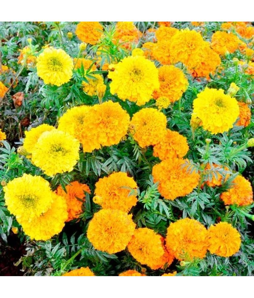     			HN organic seed - Marigold Flower ( 50 Seeds )