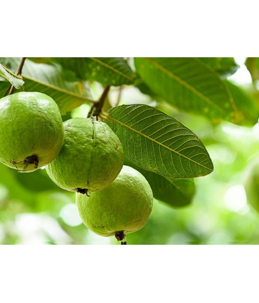    			CLASSIC GREEN EARTH - Guava Fruit ( 200 Seeds )
