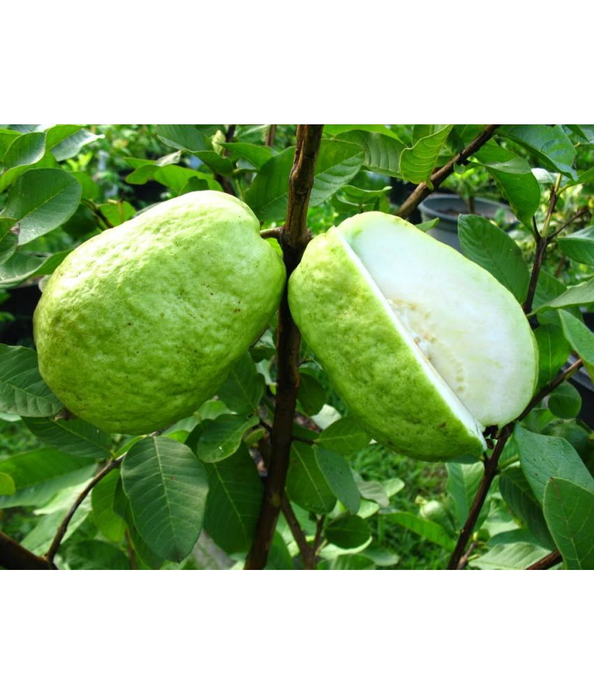     			CLASSIC GREEN EARTH - Guava Fruit ( 150 Seeds )