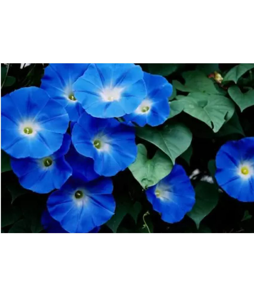     			CLASSIC GREEN EARTH - Ipomoea Flower ( 17 Seeds )