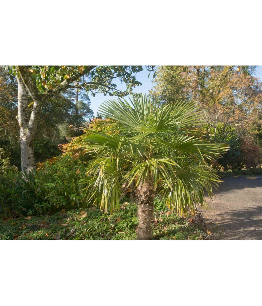     			CLASSIC GREEN EARTH - Palm Plant ( 20 Seeds )