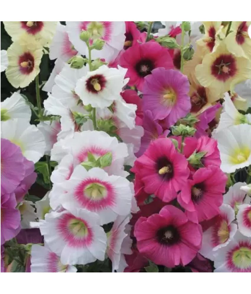     			CLASSIC GREEN EARTH - Hollyhock Flower ( 20 Seeds )