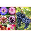 homeagro - Combo of Dahlia Mixed Flower ( 25 Seeds ) and Black Grapes Fruit ( 20 Seeds )