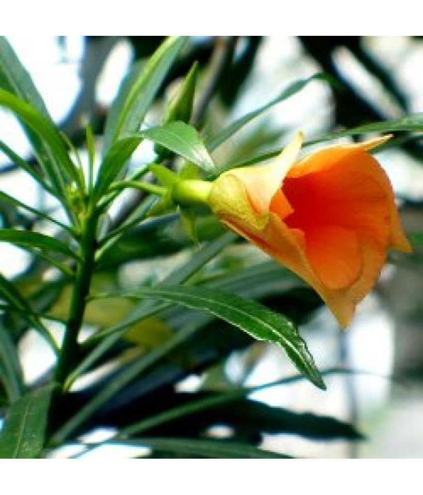     			CLASSIC GREEN EARTH - Kantola Flower ( 15 Seeds )