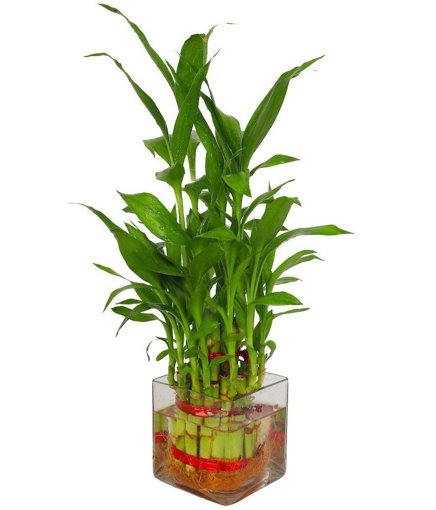    			Green plant indoor - Green Wild Artificial Flowers With Pot ( Pack of 1 )