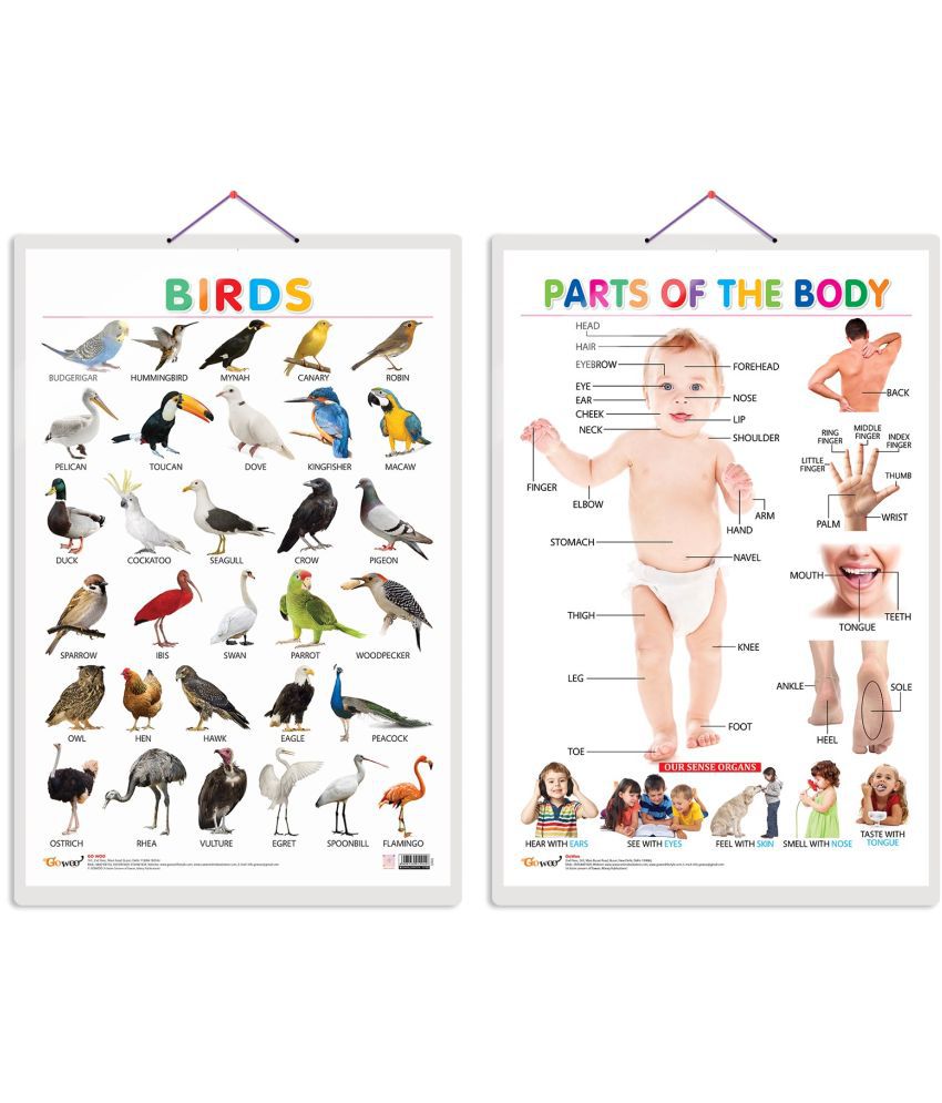     			Set of 2 Birds and Parts of the Body Early Learning Educational Charts for Kids | 20"X30" inch |Non-Tearable and Waterproof | Double Sided Laminated | Perfect for Homeschooling, Kindergarten and Nursery Students