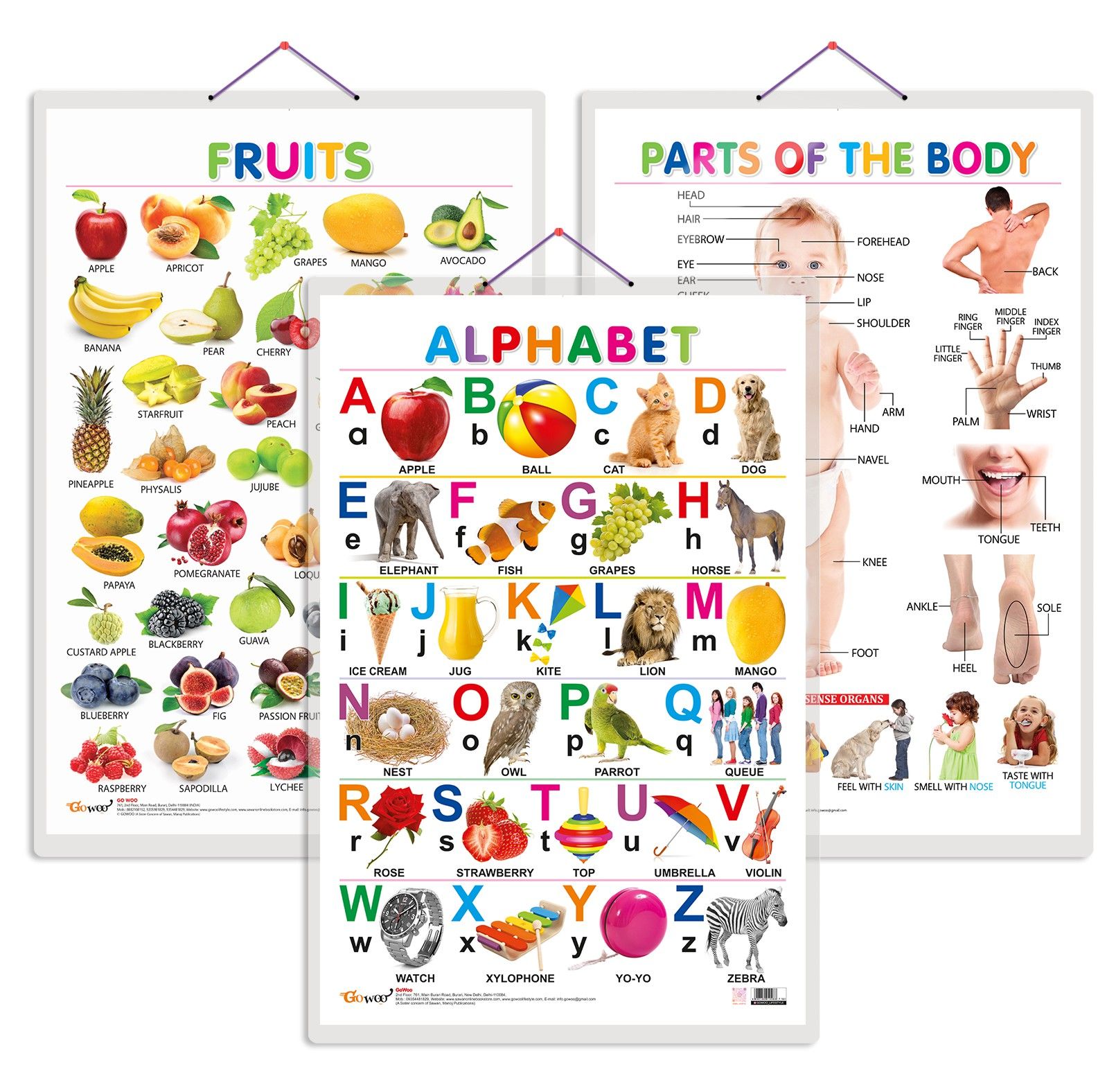     			Set of 3 Alphabet, Fruits and Parts of the Body Early Learning Educational Charts for Kids | 20"X30" inch |Non-Tearable and Waterproof | Double Sided Laminated | Perfect for Homeschooling, Kindergarten and Nursery Students