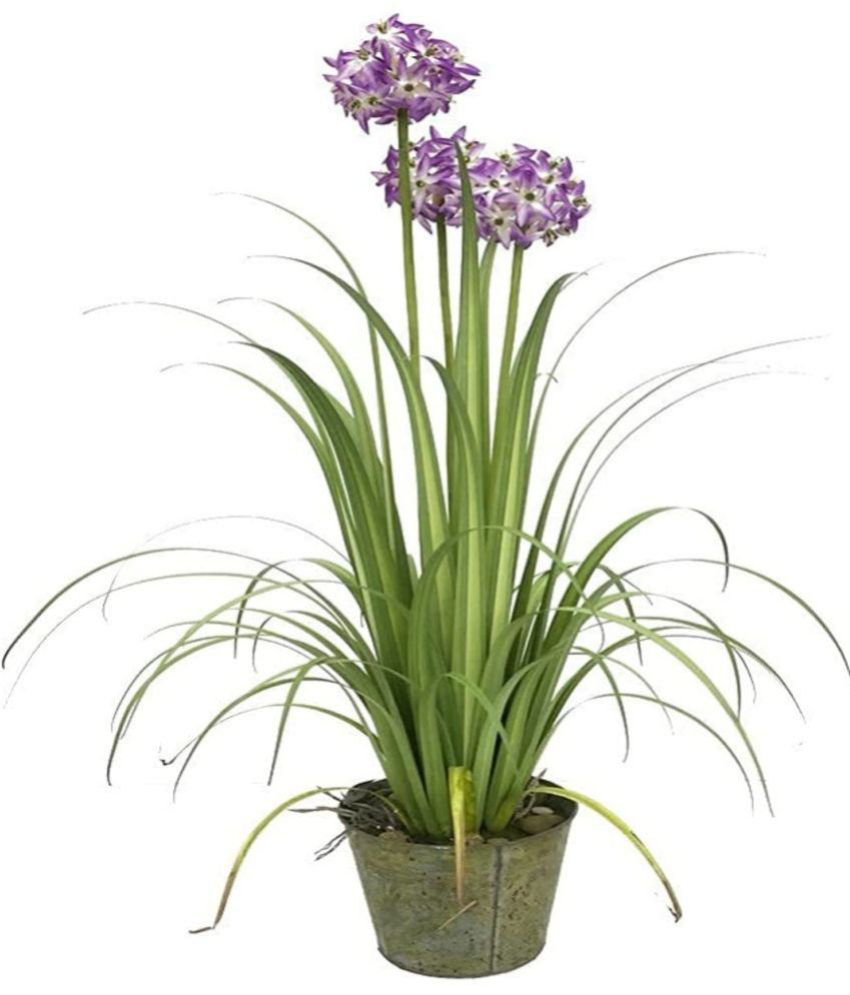     			Garden Art - Purple Evergreen Artificial Flowers With Pot ( Pack of 1 )