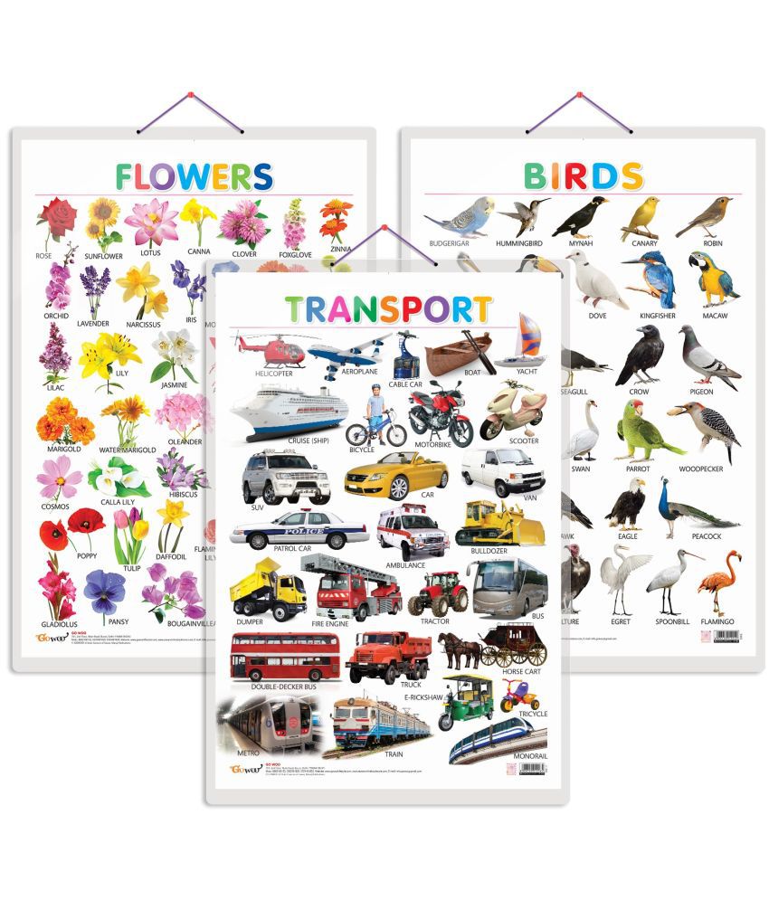     			Set of 3 Birds, Flowers and Transport Early Learning Educational Charts for Kids | 20"X30" inch |Non-Tearable and Waterproof | Double Sided Laminated | Perfect for Homeschooling, Kindergarten and Nursery Students