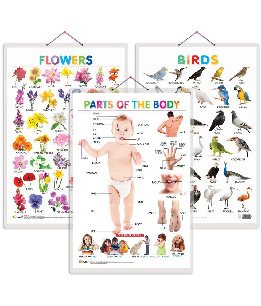     			Set of 3 Birds, Flowers and Parts of the Body Early Learning Educational Charts for Kids | 20"X30" inch |Non-Tearable and Waterproof | Double Sided Laminated | Perfect for Homeschooling, Kindergarten and Nursery Students