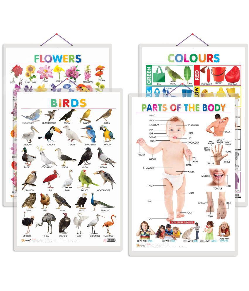     			Set of 4 Birds, Flowers, Colours and Parts of the Body Early Learning Educational Charts for Kids | 20"X30" inch |Non-Tearable and Waterproof | Double Sided Laminated | Perfect for Homeschooling, Kindergarten and Nursery Students