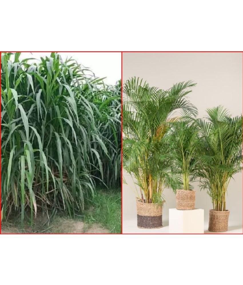     			Homeagro Seeds Combo -Napier Grass ( 500 seeds) and Areca palm Plant ( 5 Seeds )