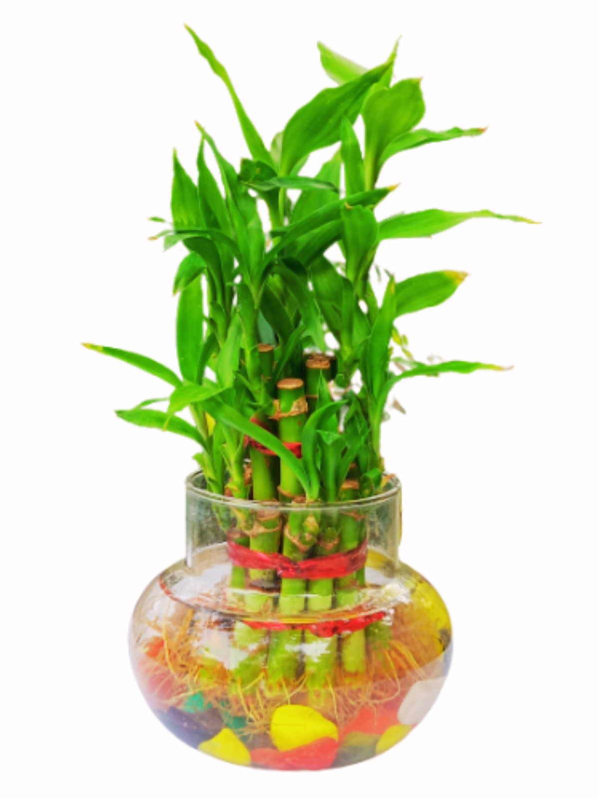     			PHULWA - Indoor Bamboo Plant ( Pack of 1 )