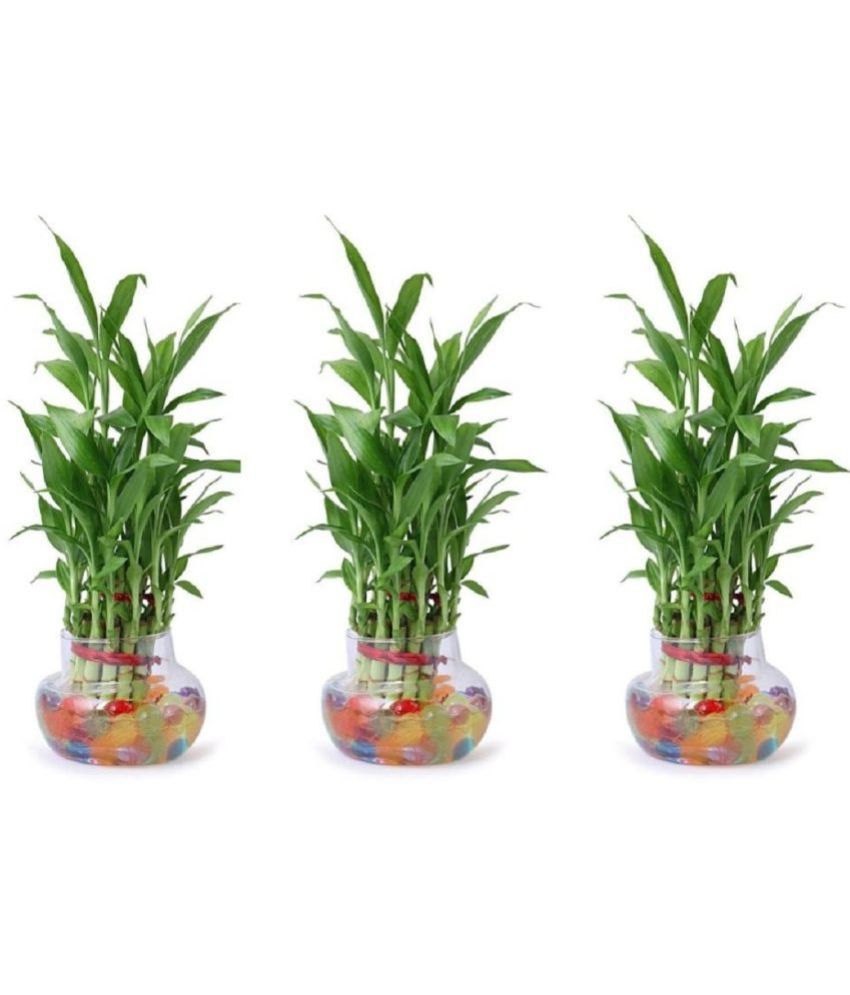     			Green plant indoor - Green Wild Artificial Flowers With Pot ( Pack of 3 )