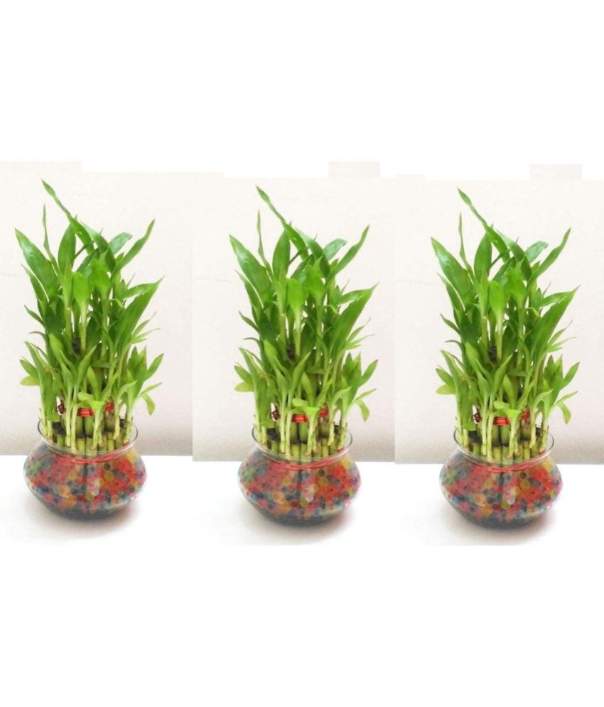     			Green plant indoor - Green Wild Artificial Flowers With Pot ( Pack of 3 )