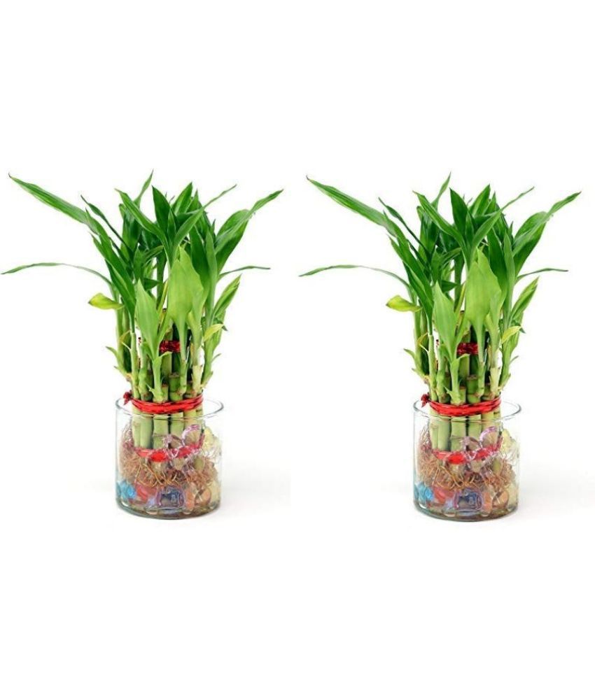     			Green plant indoor - Green Wild Artificial Flowers With Pot ( Pack of 2 )
