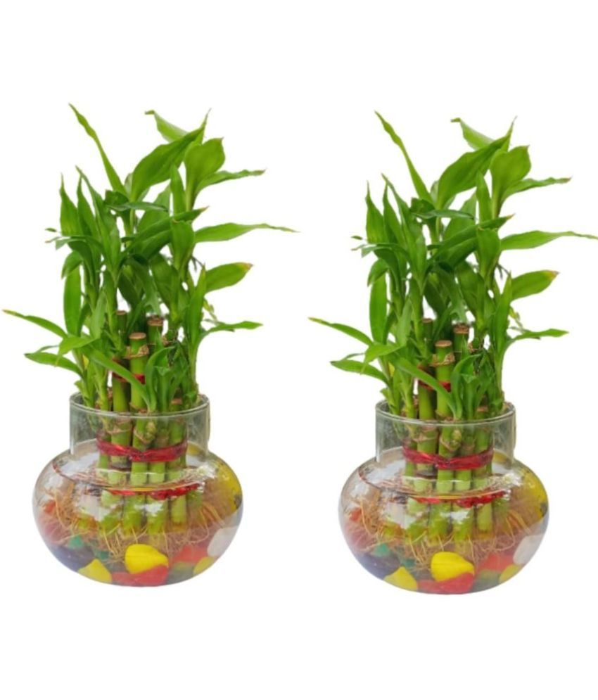     			Green plant indoor - Green Wild Artificial Flowers With Pot ( Pack of 2 )