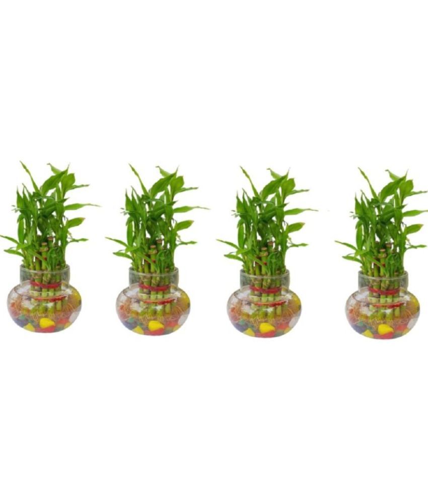     			Green plant indoor - Green Wild Artificial Flowers With Pot ( Pack of 4 )