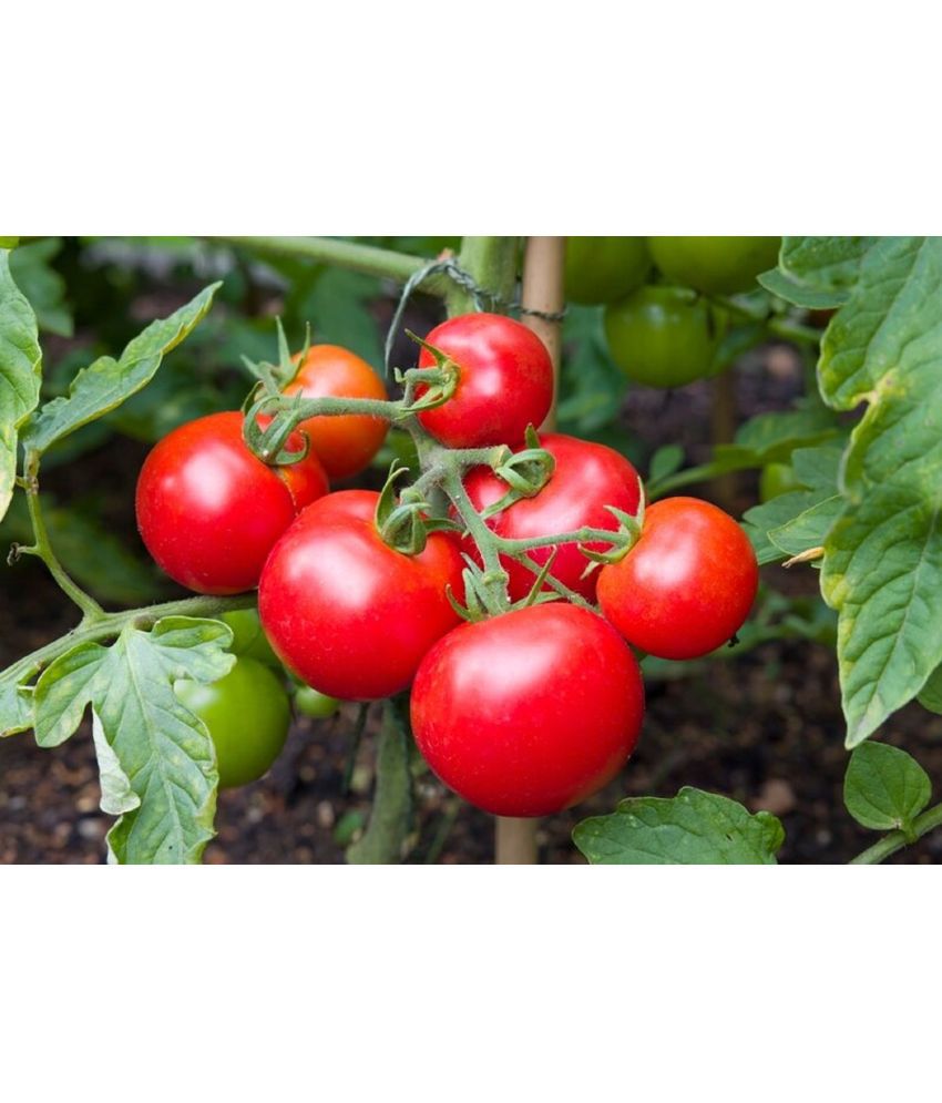     			CLASSIC GREEN EARTH - Cherry Tomato Vegetable ( 70 Seeds )