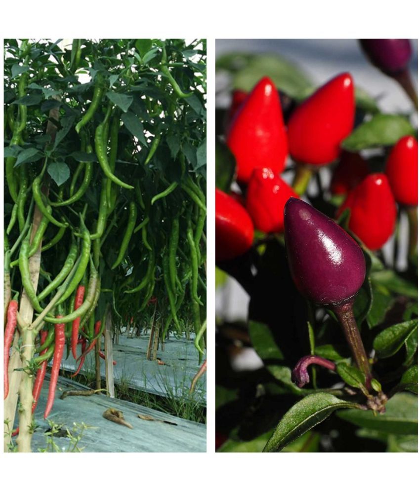     			Recron Seeds - Green Chilli Vegetable ( 50 Seeds )