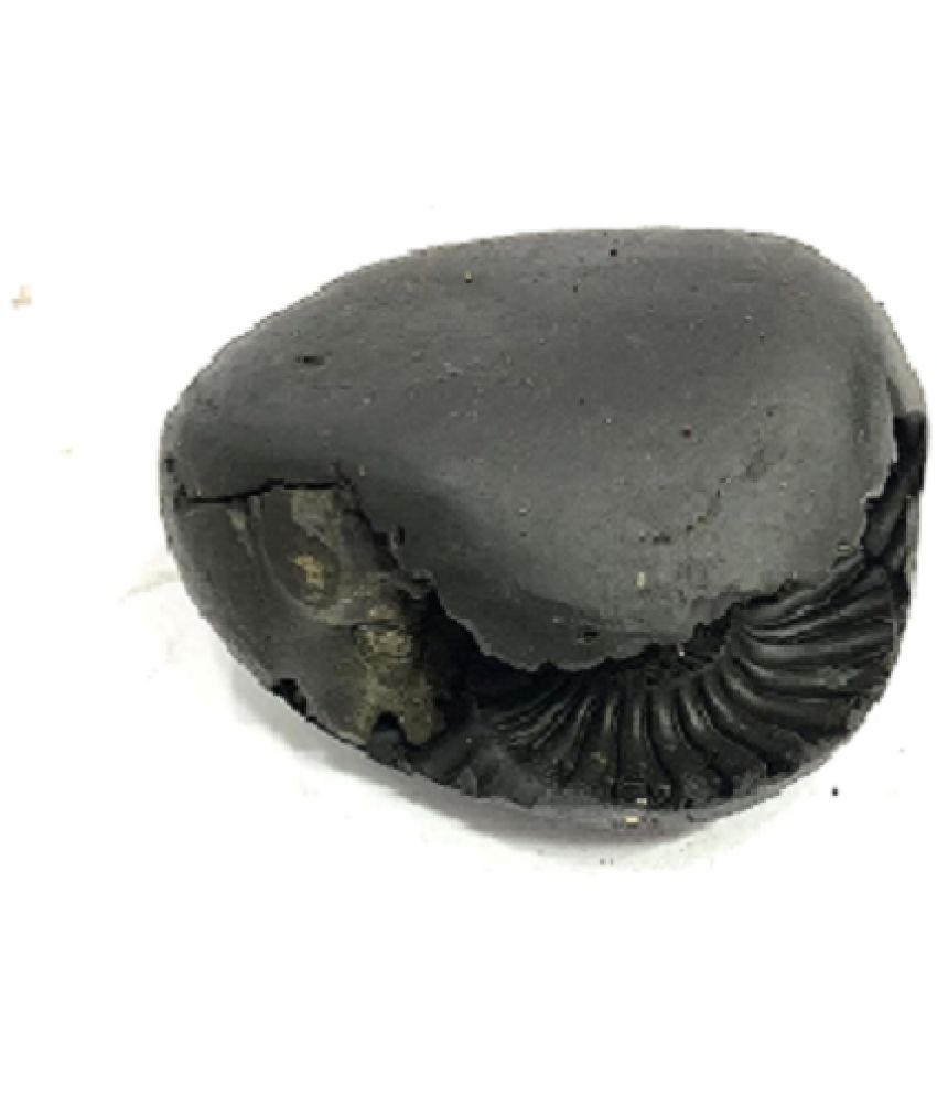     			SHUBH SIDDHI - Shaligram 1 100 gm ( Pack of 1 )