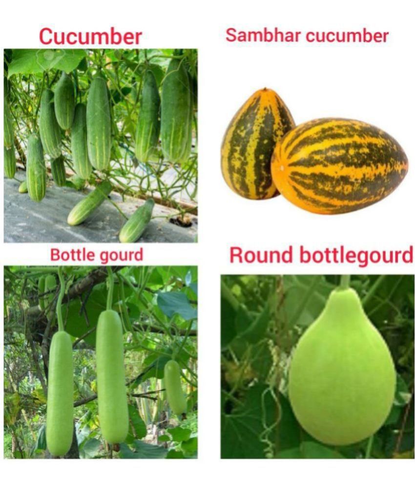     			Recron Seeds - Cucumber Vegetable ( 70 Seeds )