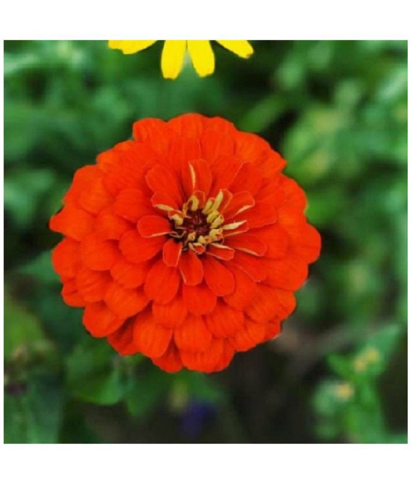    			Recron Seeds - Zinnia Flower ( 30 Seeds )